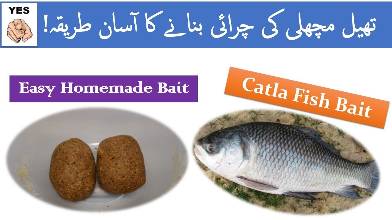 CATLA | FISH BAIT | WITH | MUSTERED CAKE | سرسو ں کی کھل |