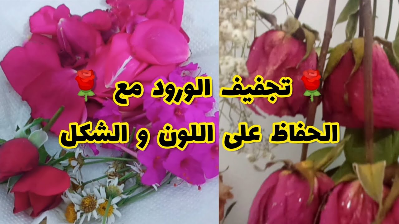طريقة تجفيف الورود مع الحفاظ على لونهم و شكلهم 🌹 Dry roses | Dried Flowers #diy #craft #rose