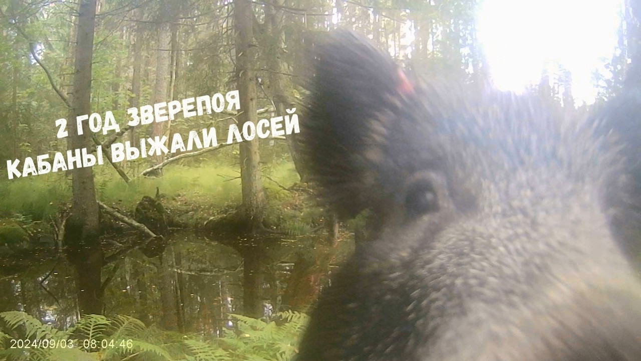 Второй год Зверопоя. Большая удача обнаружить его в лесу!
