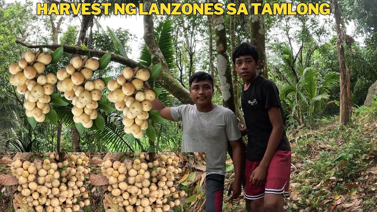 HARVEST NG LANZONES SA KABILANG AREA SA BARANGGAY ALUPAY