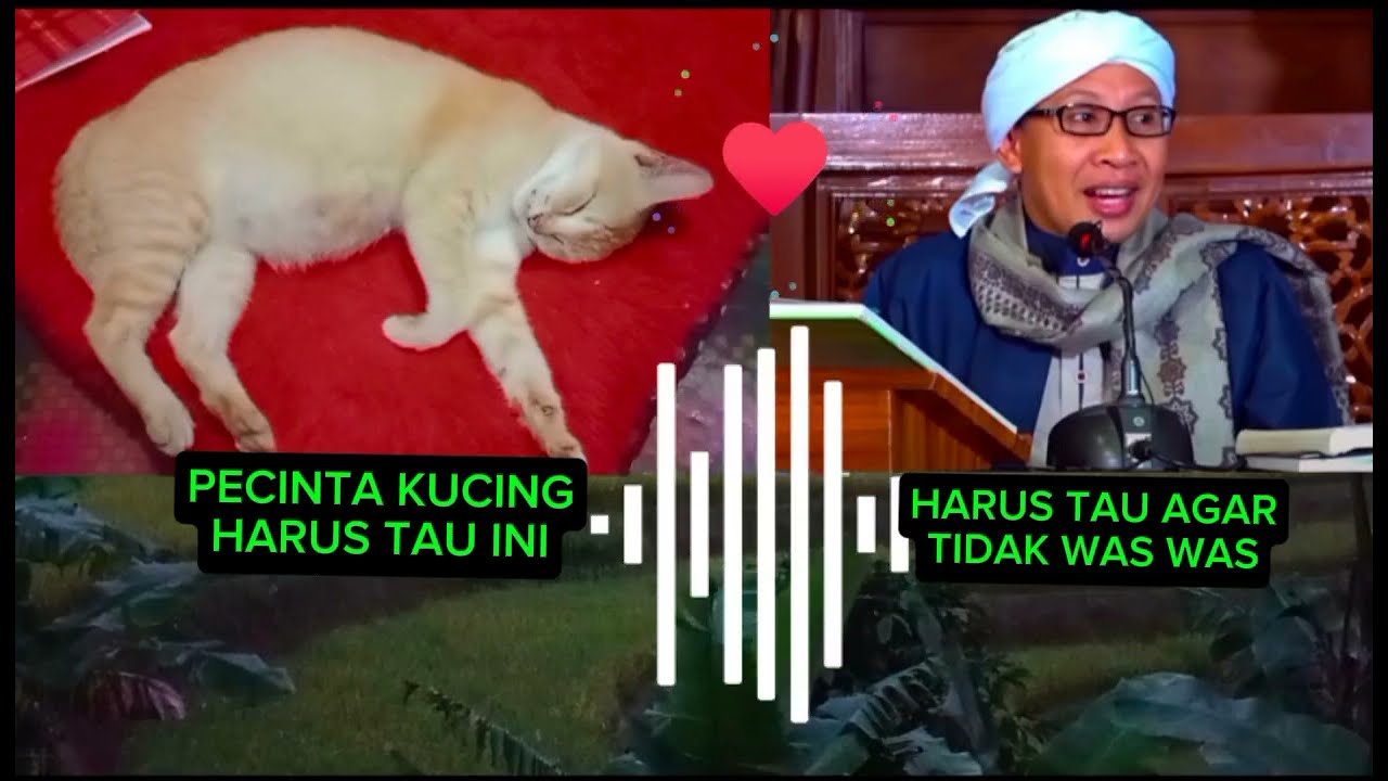 Pecinta kucing, harus tau ini,kucing di steril, jawaban buya yahya
