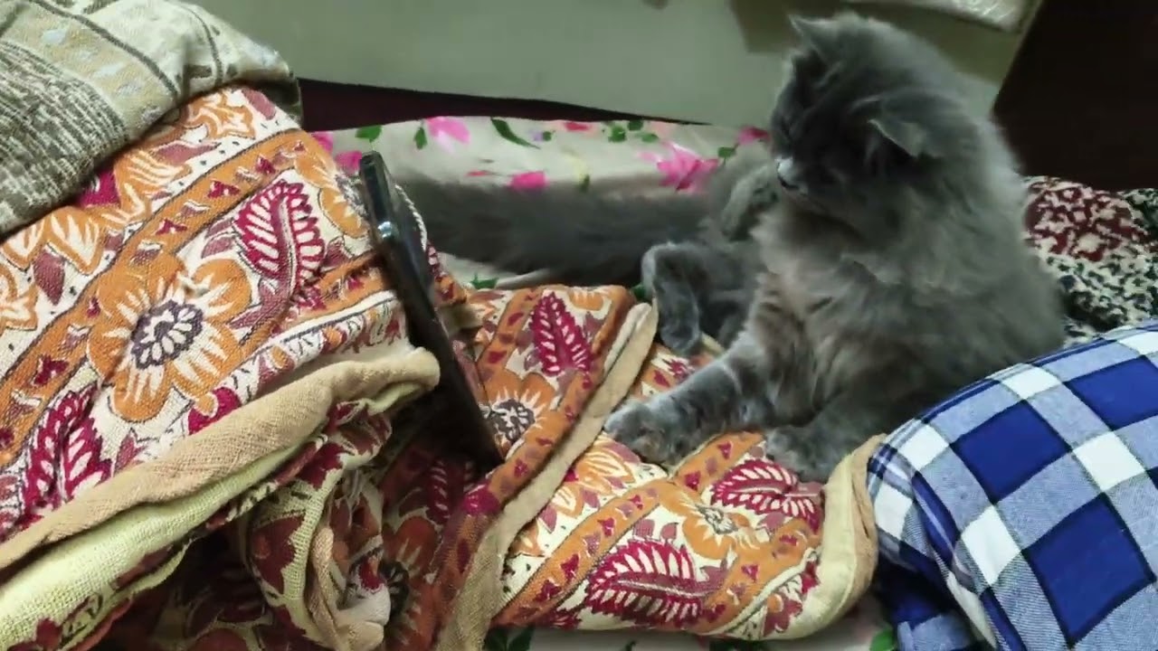 Cat is using phone | Cat phone chalate hue | #catfunny #catphones #viralvideos #cats #persiancat 