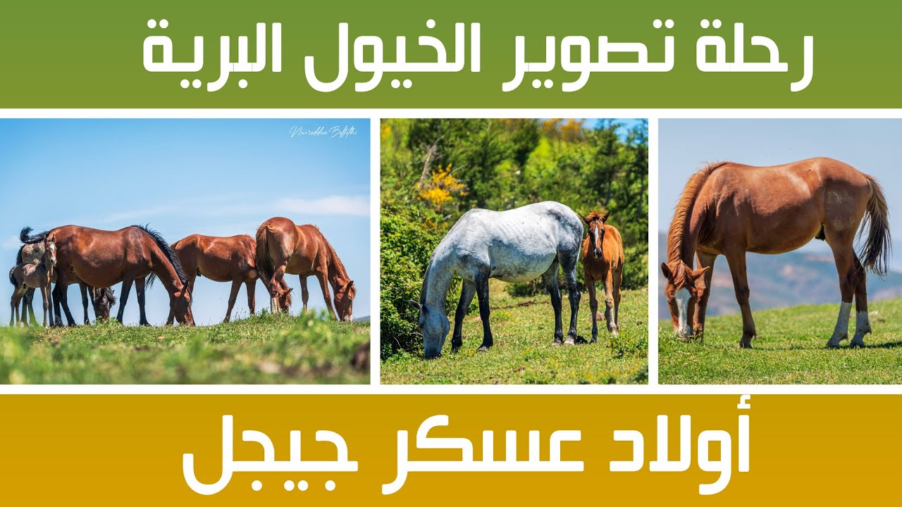 الخيول البرية في أولاد عسكر جيجل، مقصد لهواة و محبي الطبيعة