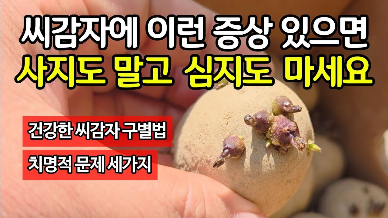 씨감자에 이런 증상 있다면 사지도 말고 심지도 마세요