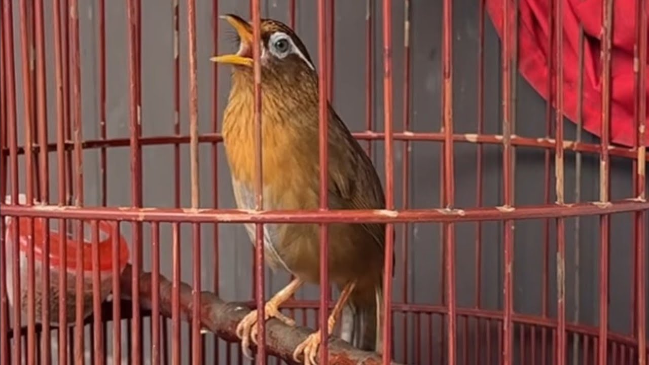 Luyện giọng hoạ mi hót hay nhất/ Luyện chim hoạ mi hót hay nhiều giọng đảo giọng tốt