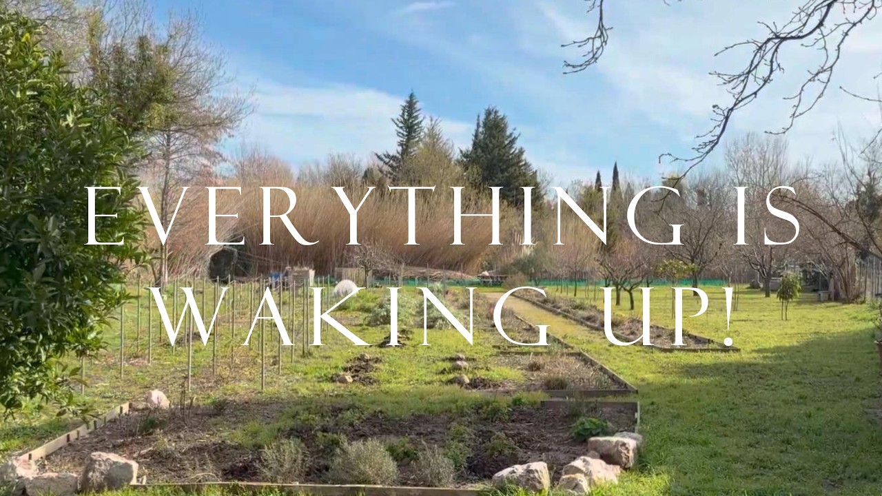 Late Winter Garden Tour | First Growth, Asparagus Harvest & Big Spring Prep (February)