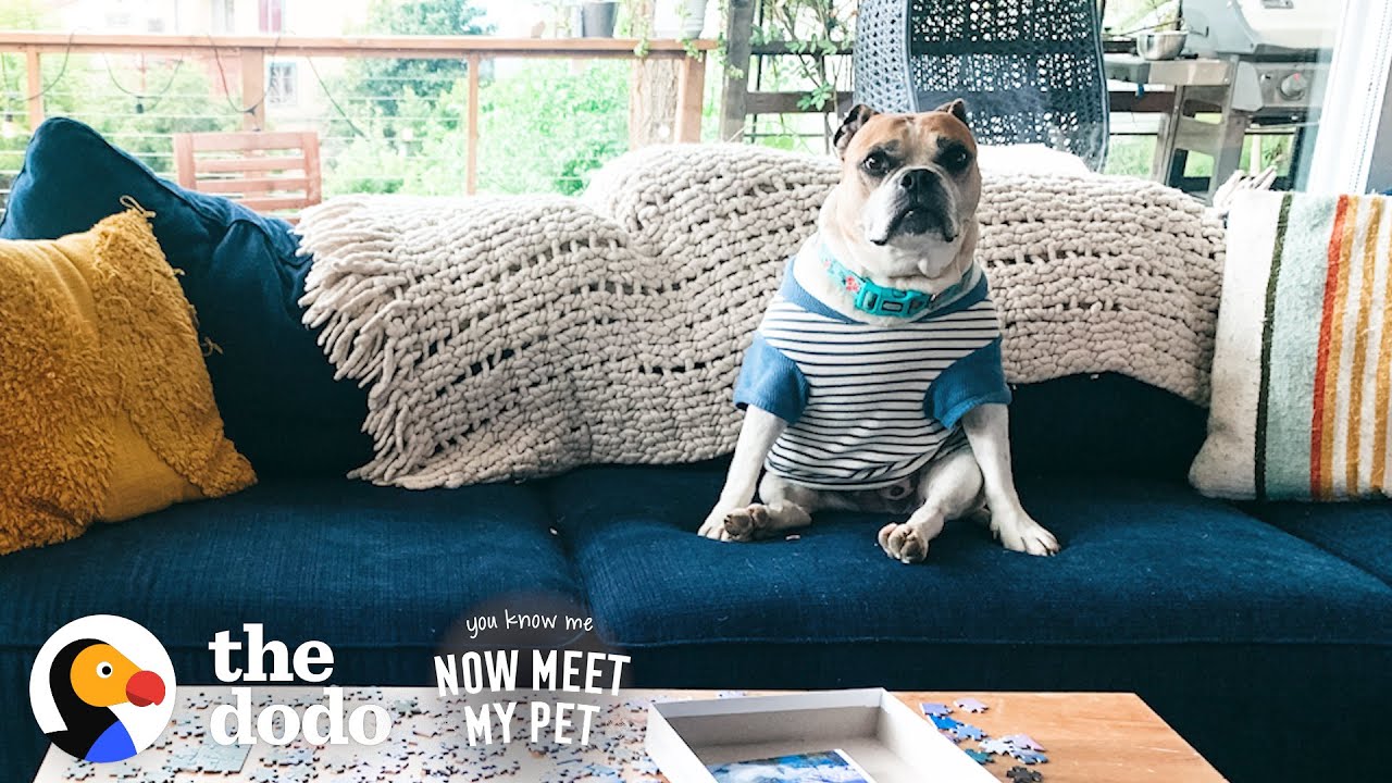 Anxious Rescue Dog Wears Shirts To Make Her Feel Safe | The Dodo You Know Me Now Meet My Pet