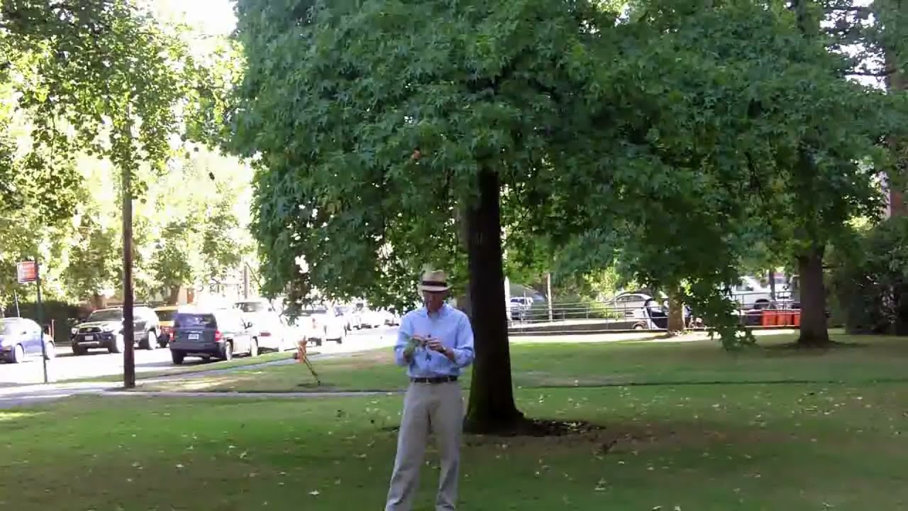 American sweetgum (Liquidambar styraciflua) - Plant Identfication