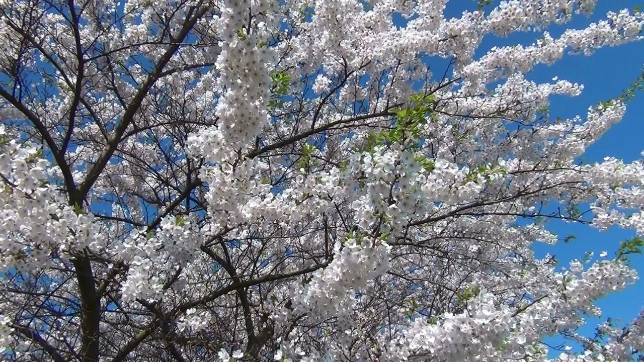 Cherry Blossom / Sakura in Holland 2012 (HD 720p)