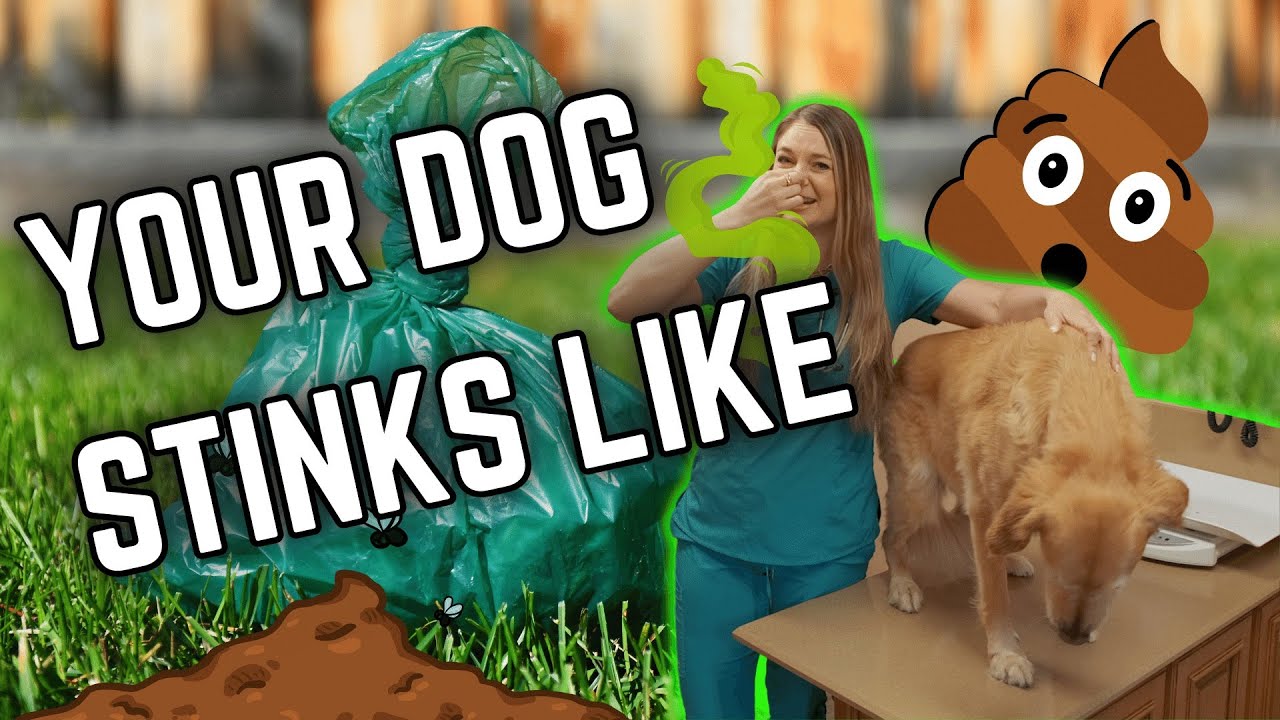 Why Your Dog Smells BAD?? Dr. Lindsay veterinarian explains!