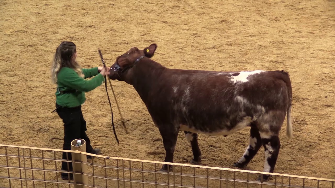 2020 Polk County Youth Fair - Steer Showmanship Competition