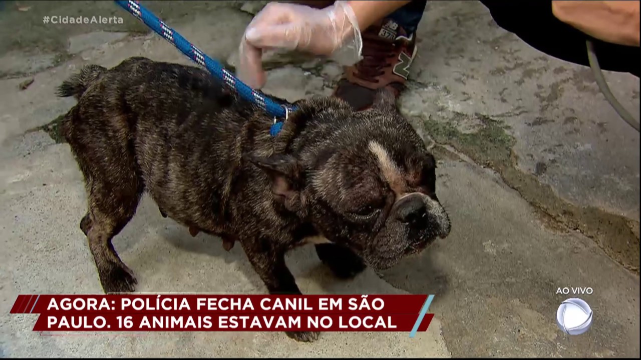 Polícia fecha canil em que animais eram deixados em situação degradante em SP