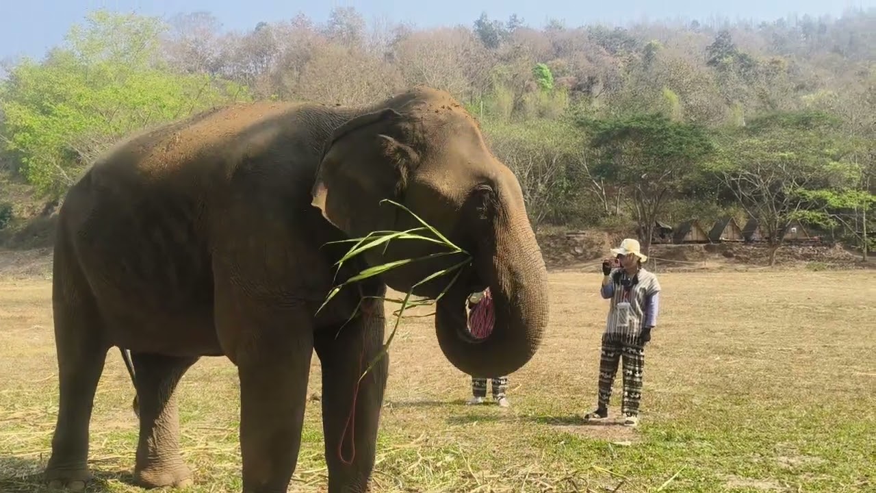 Welcome to see the elephant