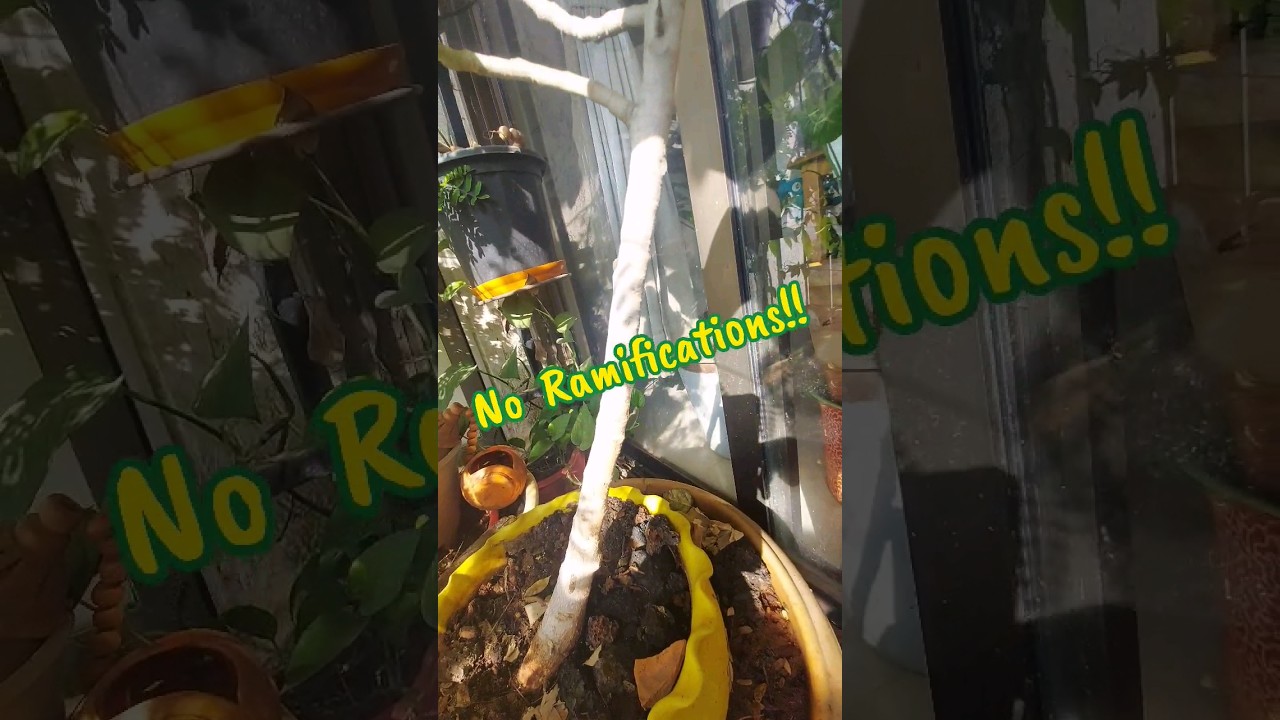 No Ramifications on my Ficus/Banyan Training Bonsai!!  #ficus #banyan #bonsai #bonsaipaathshala