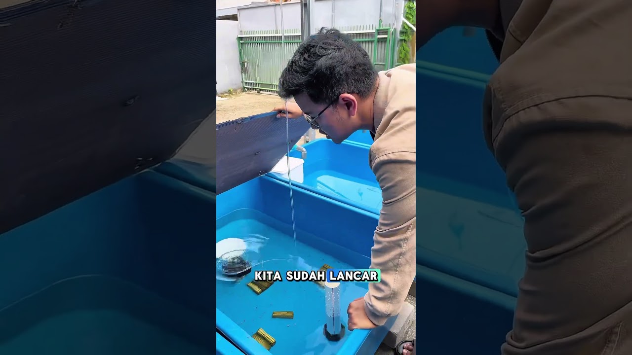 Fishkinian serius garap ikan molly, kira kira kalian mau di jenis apa?! #fishkinian #ikanmolly