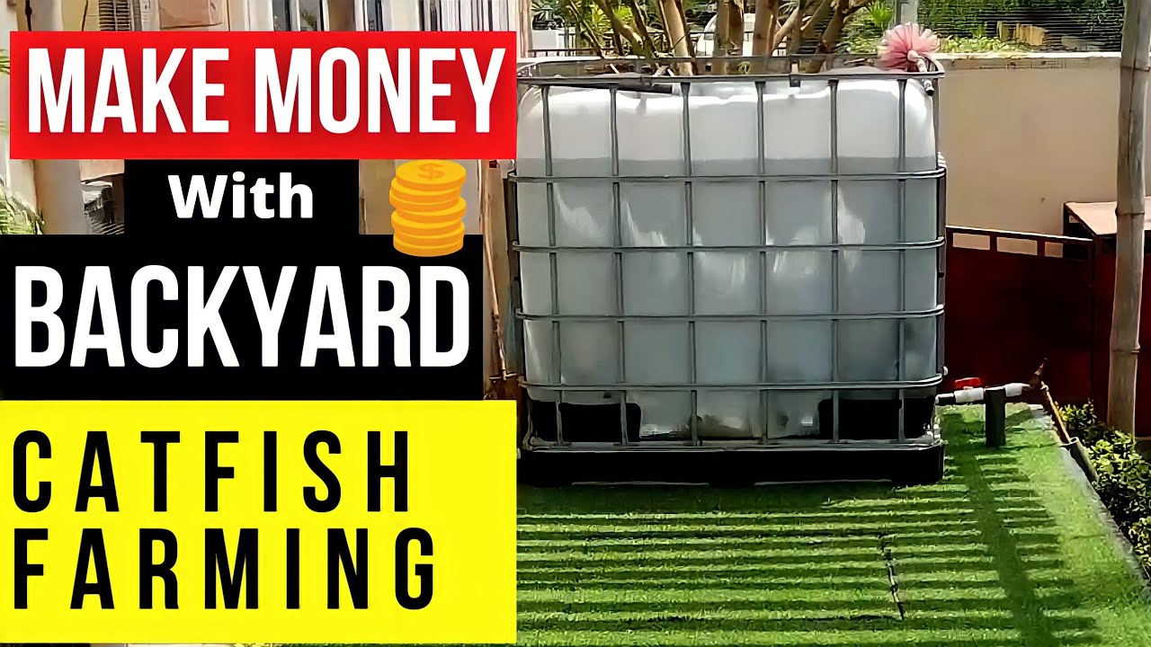 MAKE MONEY WITH BACKYARD CATFISH FARMING Simple Steps
