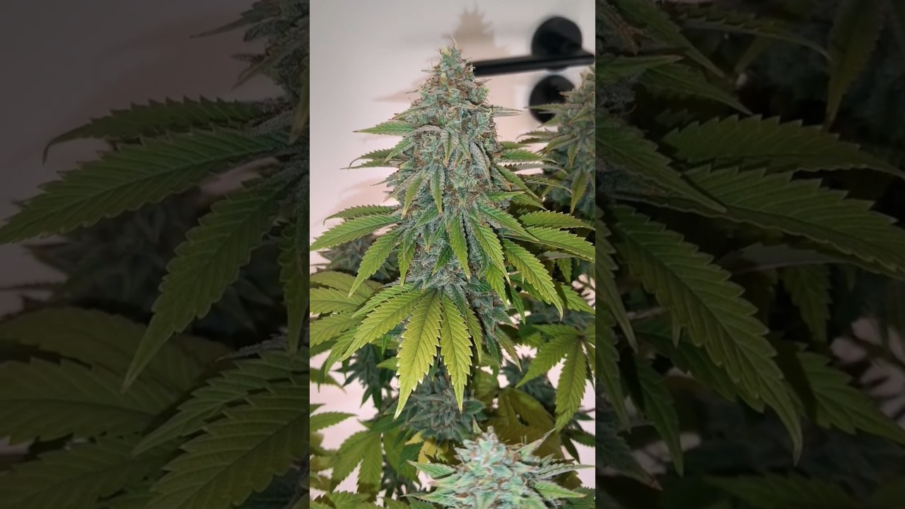 Dos Si Dos 33 #2 Final Cultivo || Barney's Farm 🌞#420 #autoconsumo #cultivoindoor #cannabiseducation