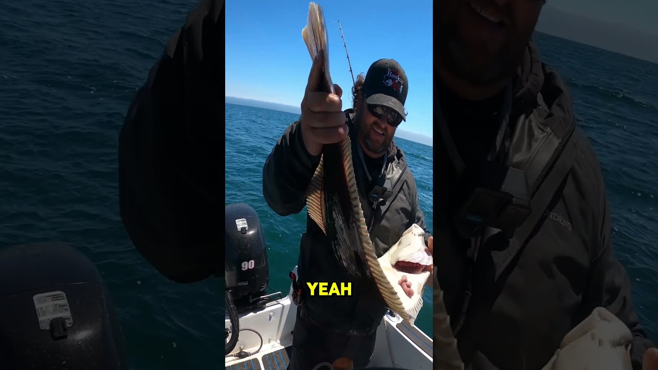 California Halibut ate the hookupbait... #fishingcalifornia #fishing #halibut