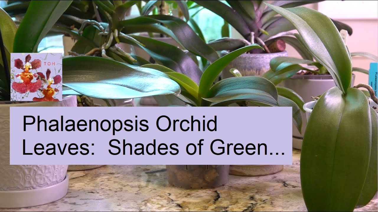Phalaenopsis Orchid Leaves - How to Know if Your Leaves are the Perfect Shade of Green