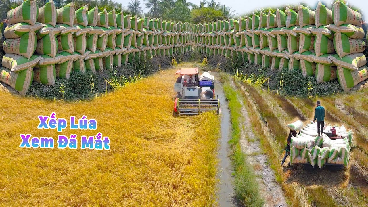 Chấn Động, Phát Hiện Đoàn Máy Cắt Xếp Lúa Đẹp Nhất Cánh Đồng | Thu Hoạch Lúa JASMINE, Giồng Riềng