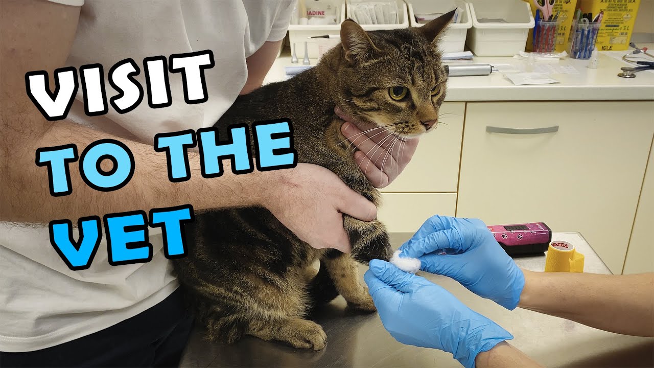 We are Taking our Cat Miki to the Vet