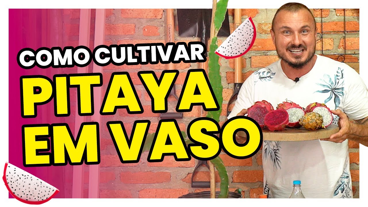 Como fazer mudas e cultivar PITAYA em vaso