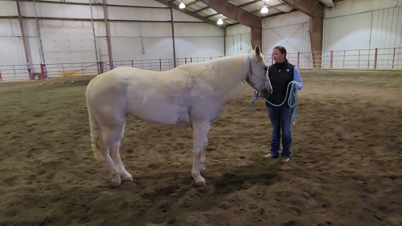 Nicki Pitts and Steel Saffron. Green rider/Green horse W/T ranch conformation. Lets get ranchy.