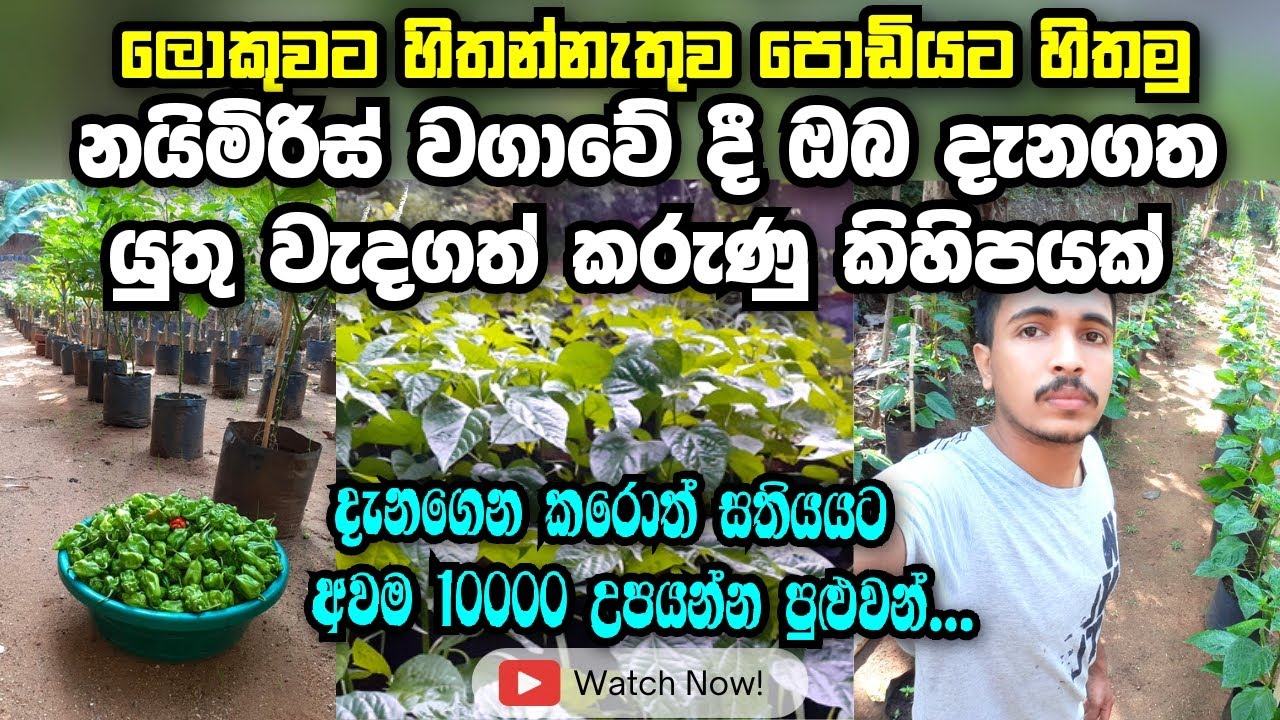 නයිමිරිස් වගාවක් ආරමිභ කිරිමට පෙර මෙහෙම හිතන්න..| Nai miris wagawa | Scotch Bonnet | Agri Schoool