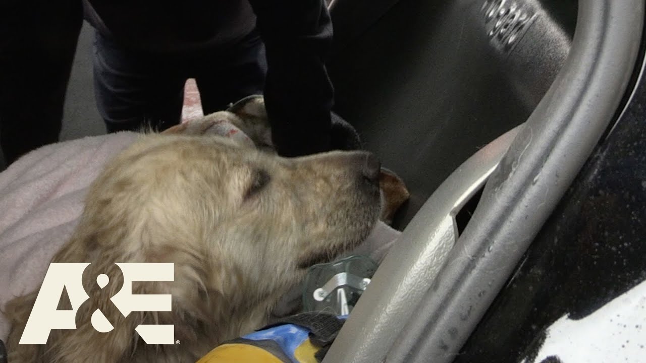 Live PD: Retrieving the Retriever (Season 3) | A&E