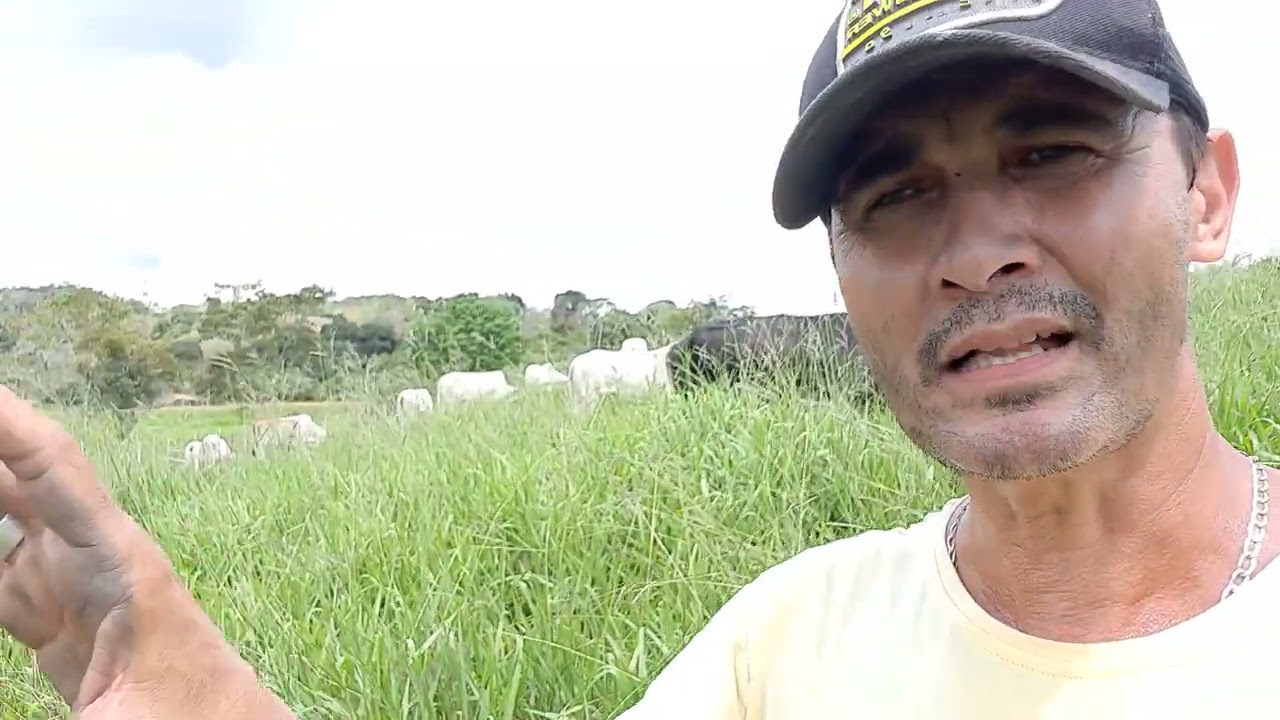 Coloquei as Bezerras no Capim Mulato 2
