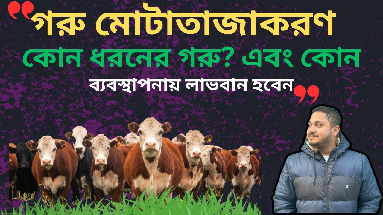 গরু মোটাতাজাকরণ| মোটাতাজাকরণের জন্য উপযুক্ত গরু| গরু মোটাতাজাকরণ কৌশল |ভিডিও-১০৪|