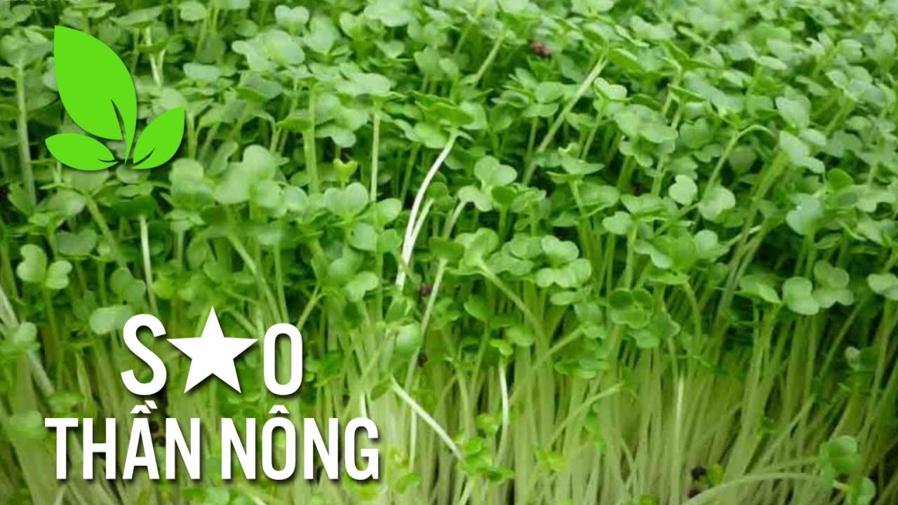 Chàng bí thư đoàn 