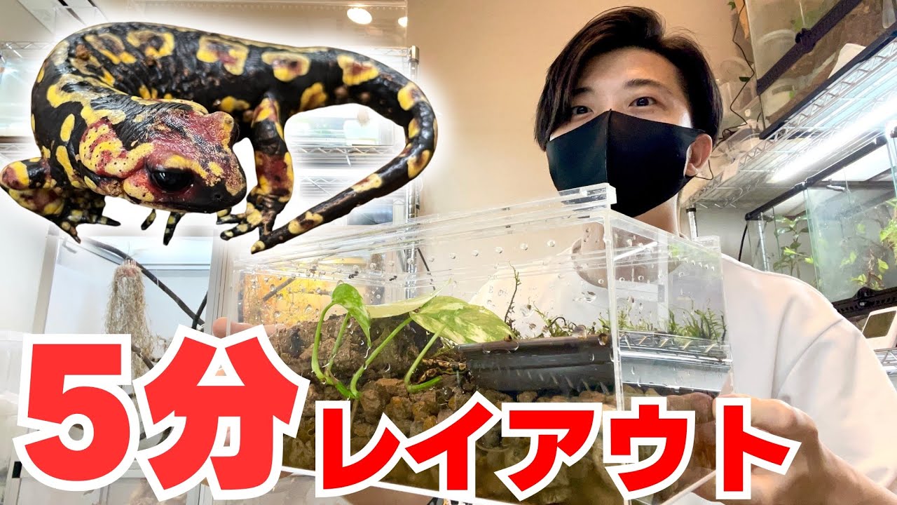 5分で超ド派手サラマンダーの飼育環境をリニューアルする