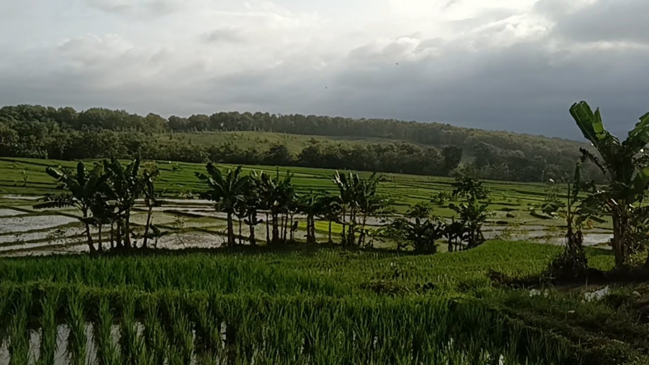 Indonesian Rural Ambience: Working in the Rice Fields the Traditional Way