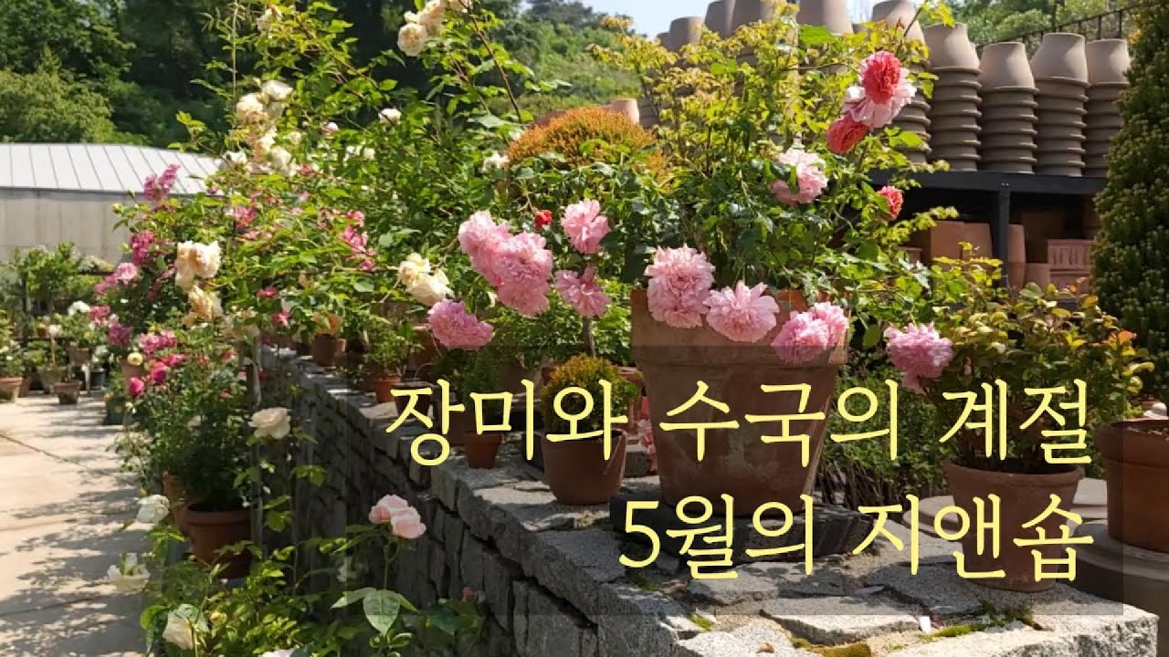 장미와 수국의 계절, 용인 지앤숍의 5월 풍경, 데이비드오스틴 장미축제, 이태리토분, 식물카페