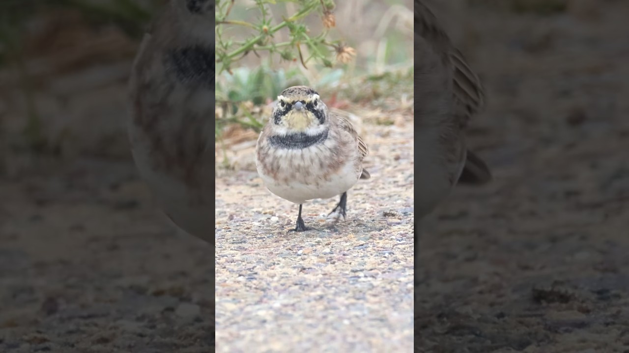 Horned Lark/Shore Lark