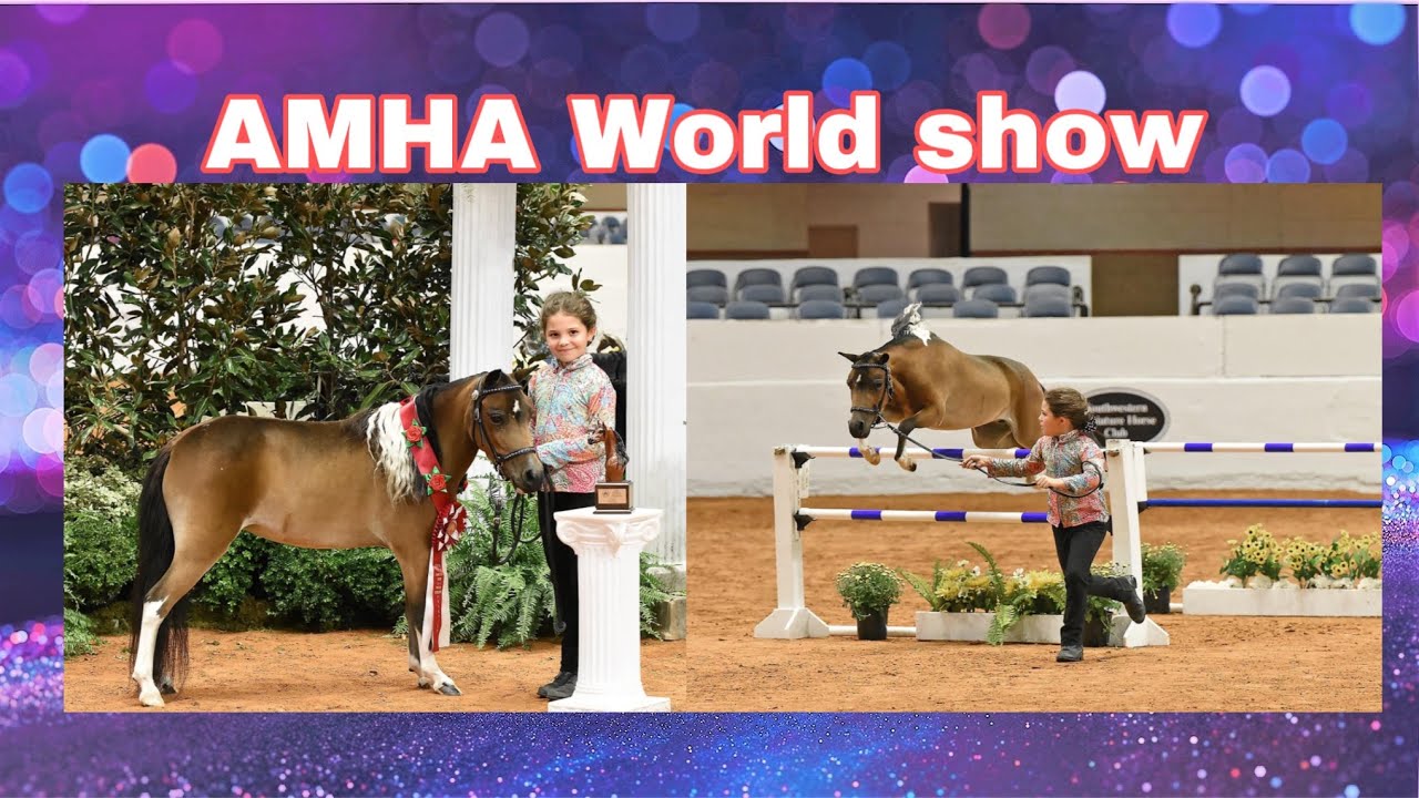 Miniature horse jumping video. AMHA world show.