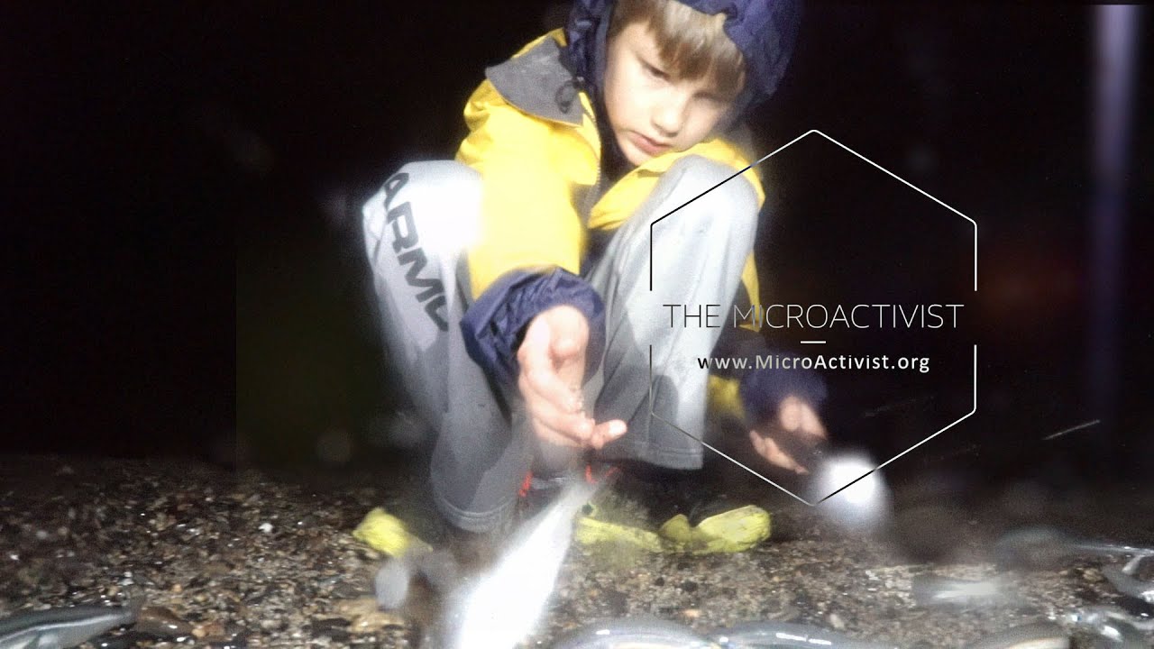 Orange County Grunion Run - Learn all about this amazing event