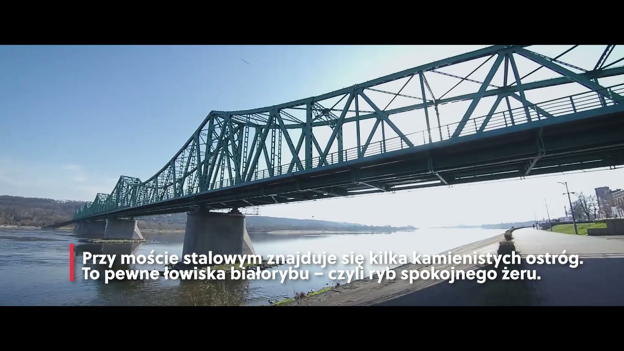 Ryby rzeki Wisły