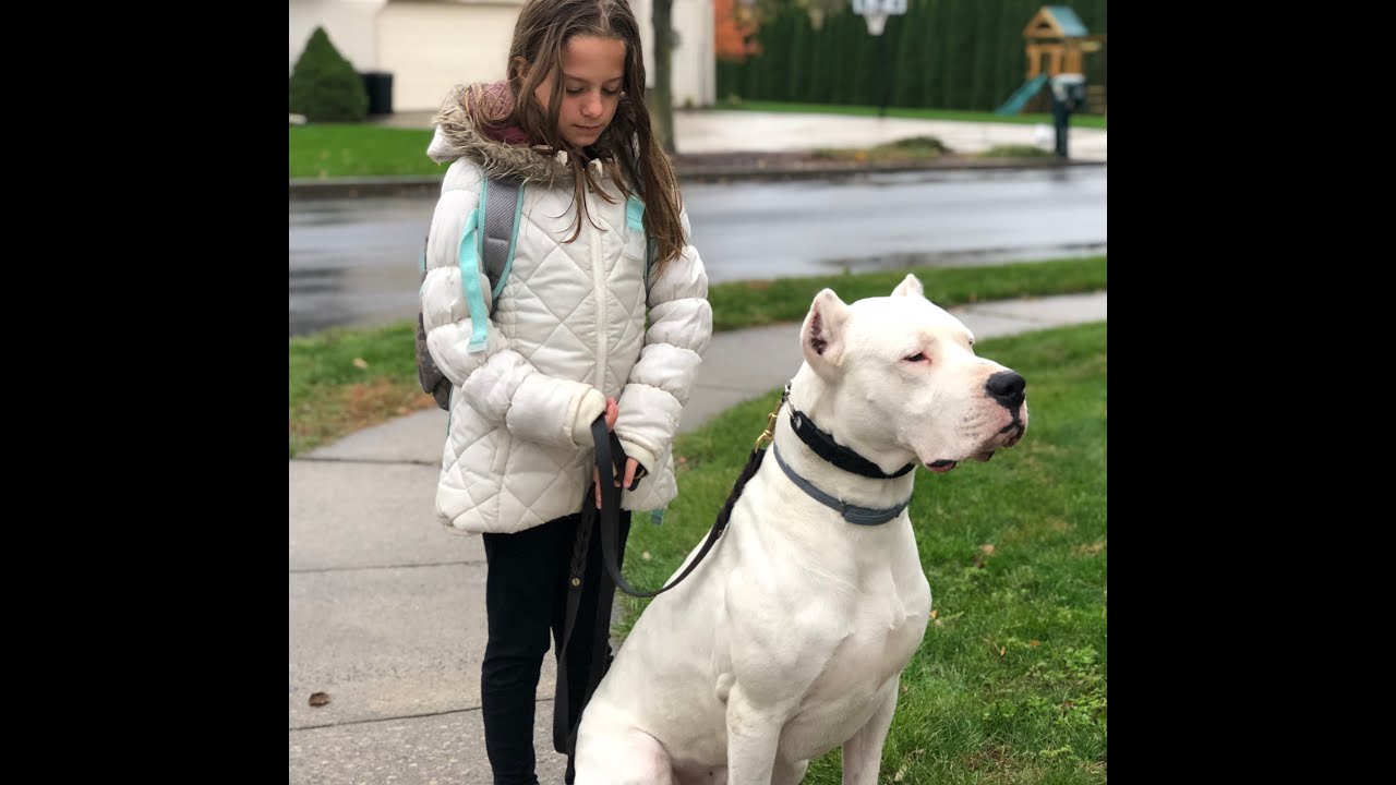 Foundation style dog training k9-1 dogo argentino