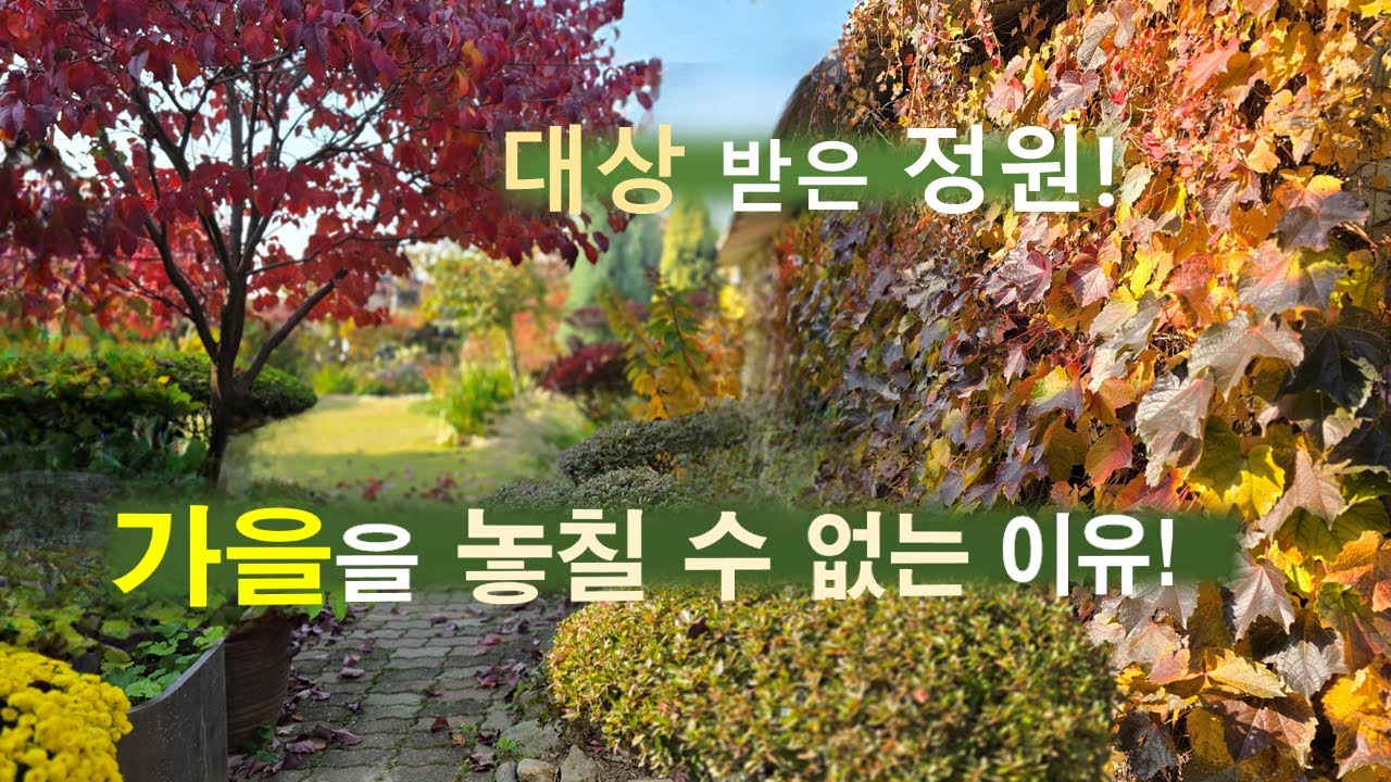 대상 받은 정원!! 가을을 놓칠 수 없는 아름다움