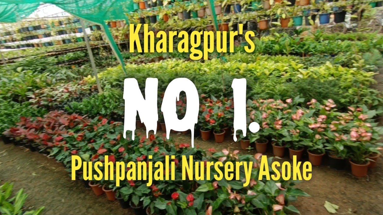 Pushpanjali Nursery Asoke | Kharagpur | Best Nursery in Kharagpur 