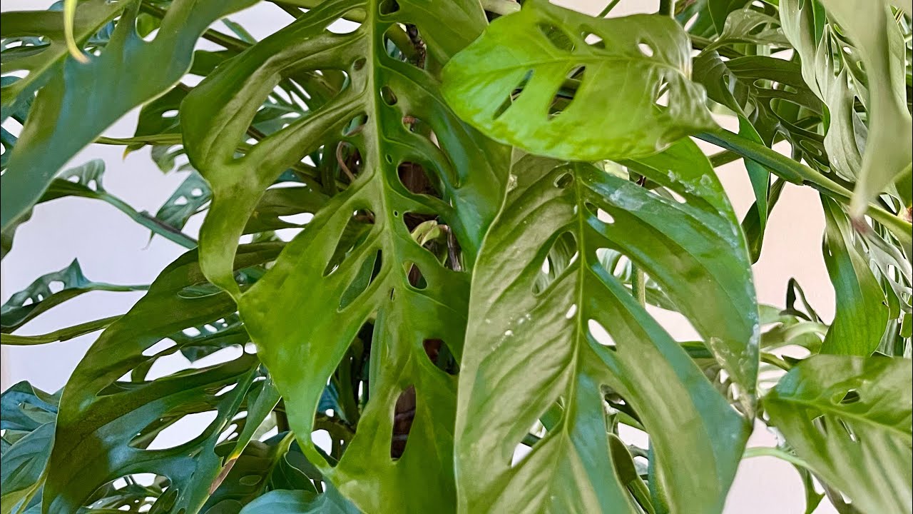 Is Your Monstera Adansonii Leggy? | Fast and Easy Fix! Propagate Your Monstera Adansonii With Me
