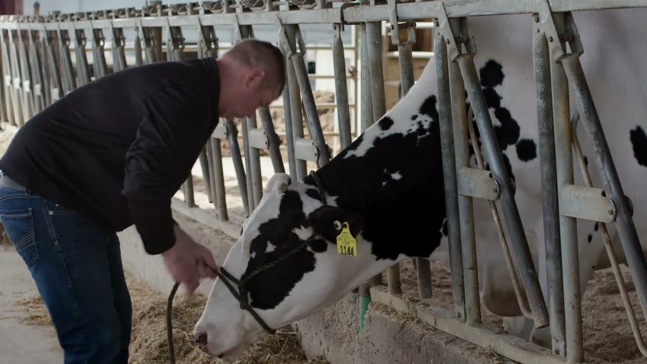 How to Properly Mix & Administer POLYFLEX&reg; (ampicillin for injectable suspension) Antibiotic