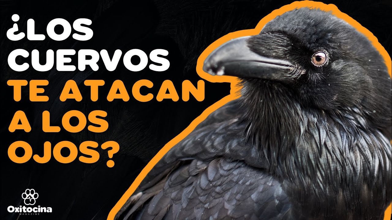 CUERVOS: 10 CURIOSIDADES sobre ellos ¿SON PELIGROSOS?