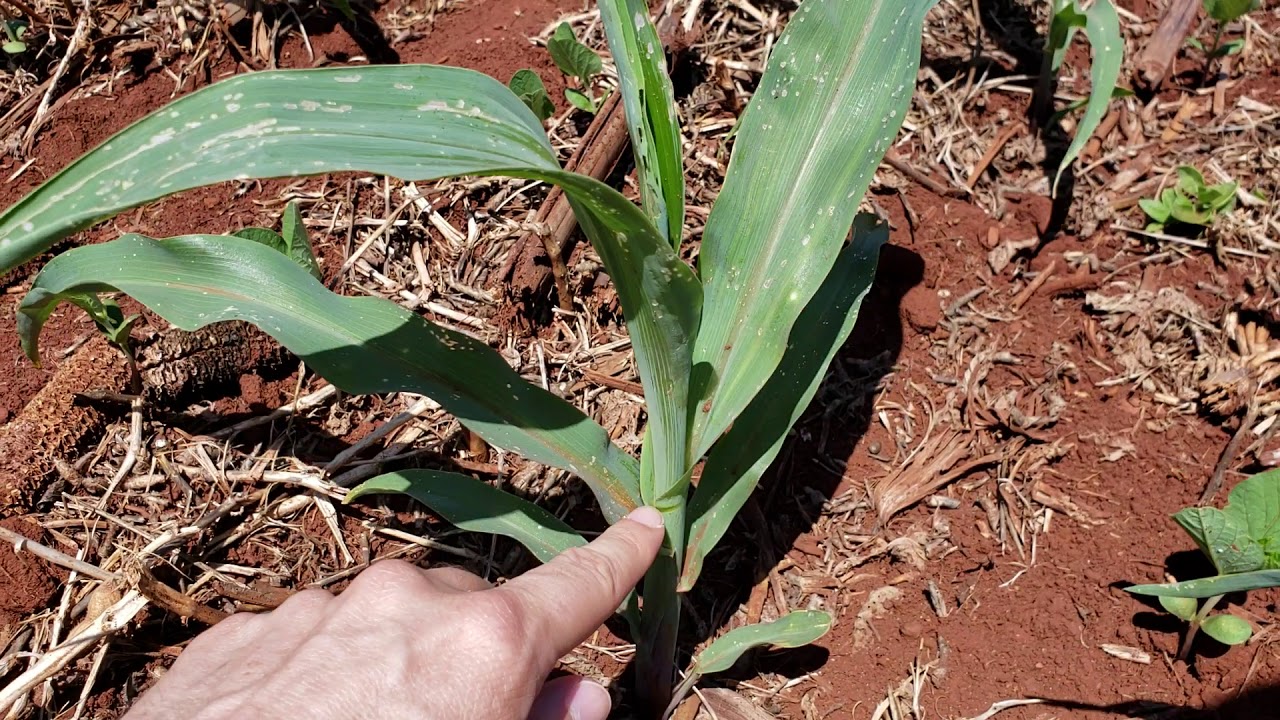 Milho em V4-V5 e manejos, com destaque para lagartas