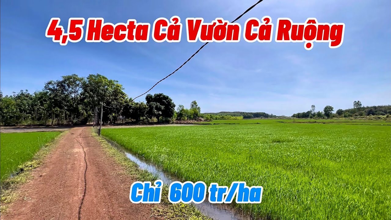 Đất Vườn siêu rẻ, tặng kèm căn nhà. 45.000m2 cả vườn và ruộng. Sổ sẵn giá chỉ 600tr/ha.
