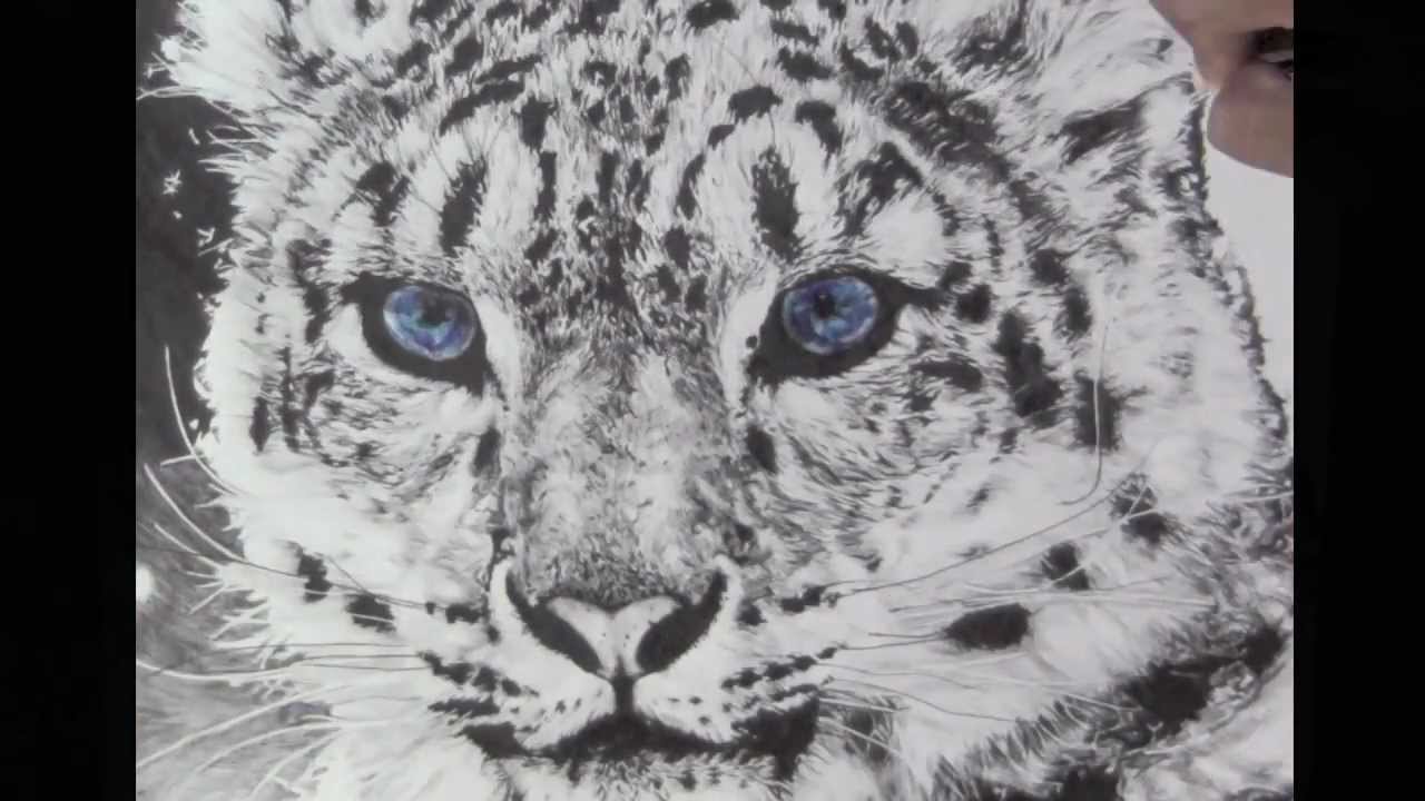 Snow Leopard Portrait in BiC Pen