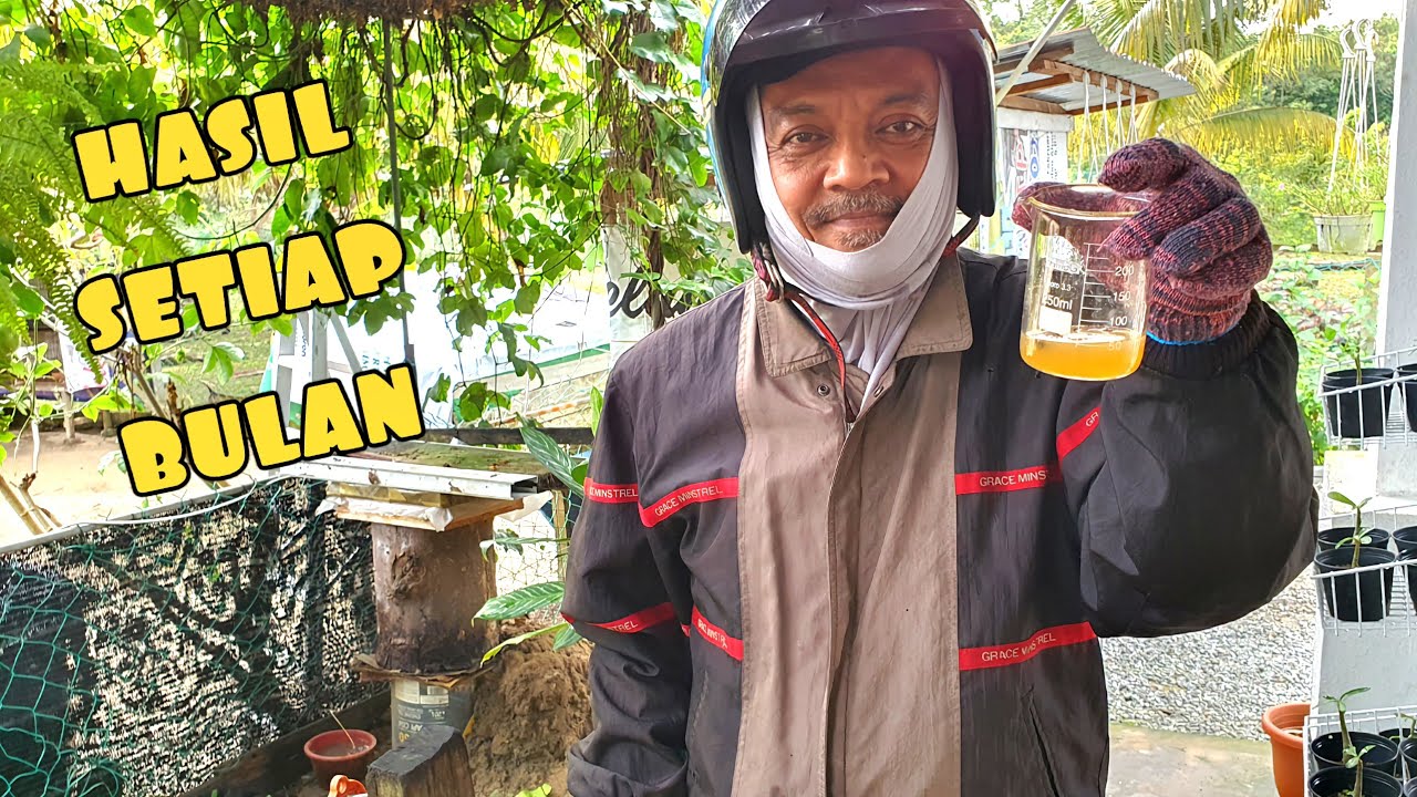✅️ MUDAHNYA BELA KELULUT: NIKMATI MADU ASLI PERCUMA & BANTU PENDEBUNGAAN KEBUN