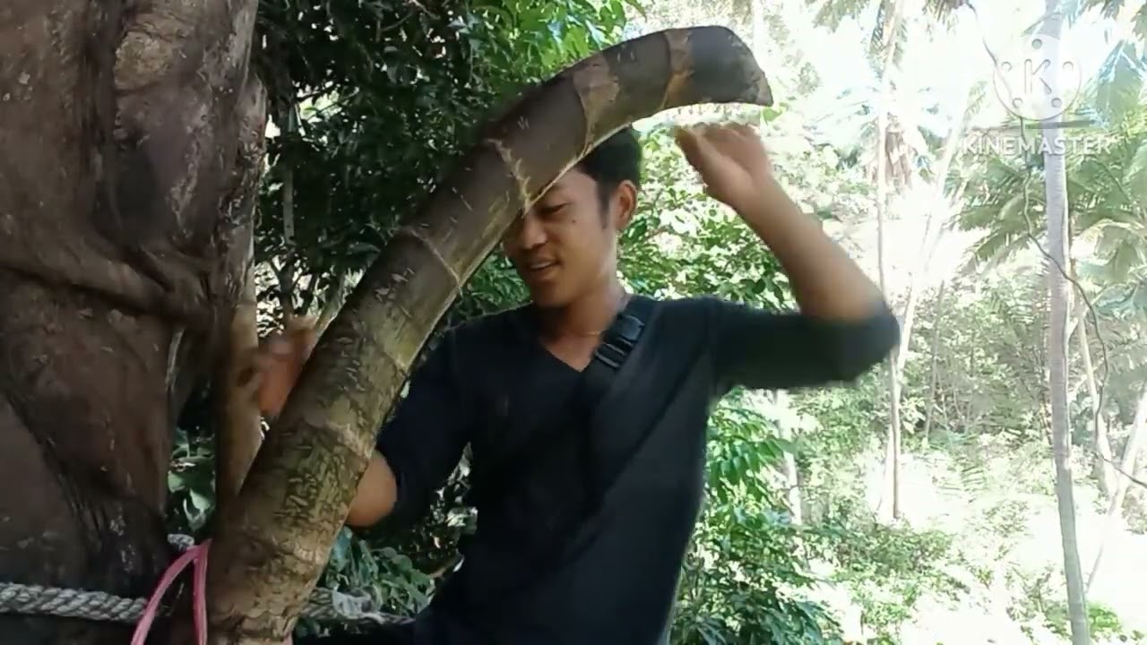 panen pertama hanya sekali pemeraman
